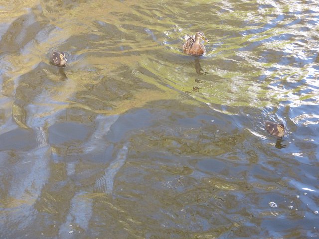 duck on the water with a duckling swimming on each side