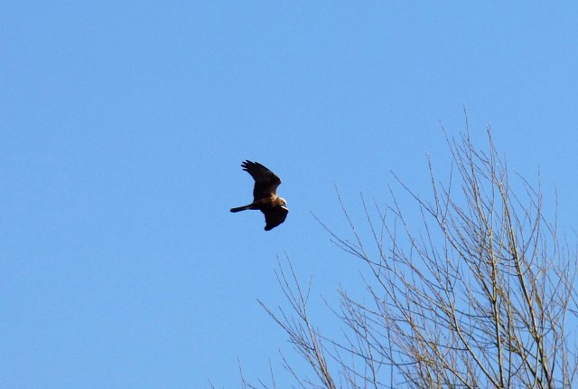 marsh harrier in flight from below