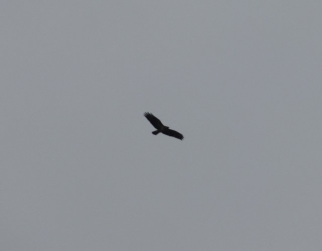 marsh harrier in flight from below