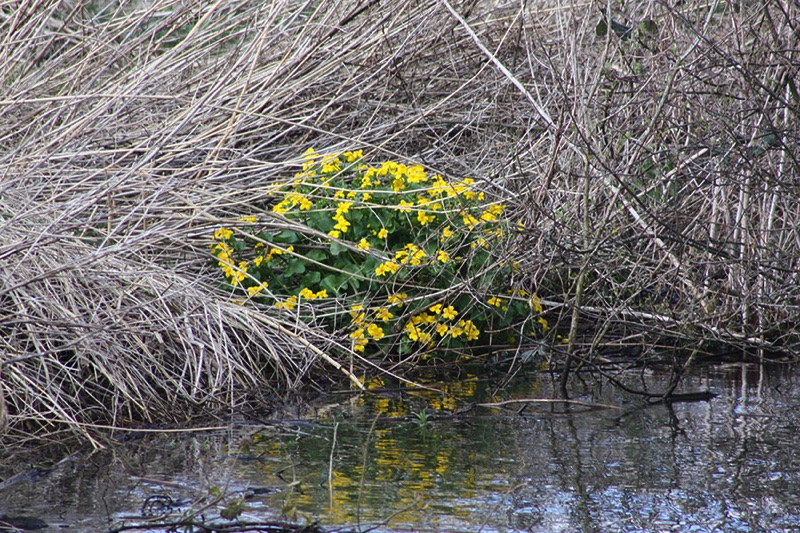 marsh marigold on the river bank surrounded by dry reeds