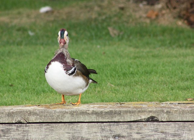 mandarin duck on bank facing camera