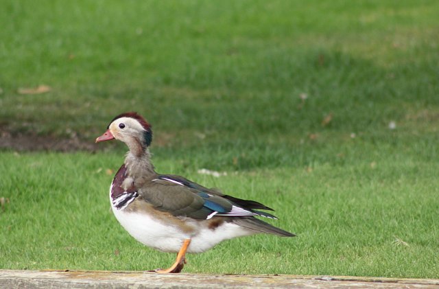 mandarin duck profile standing on river bank