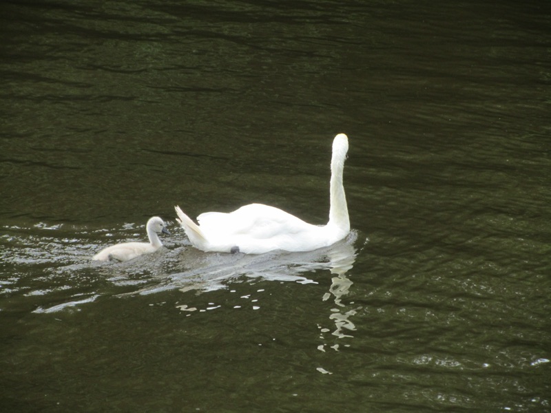 swan on water with one cygnet swimming behind
