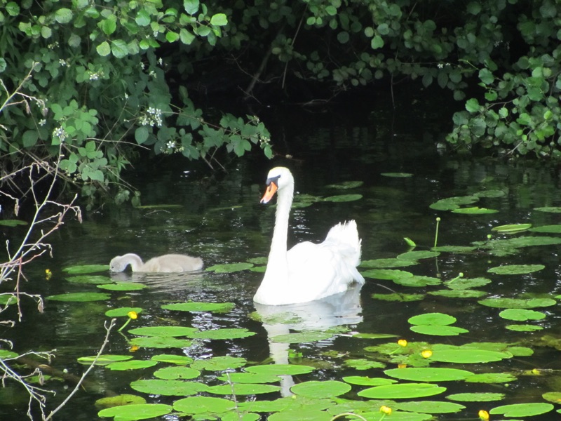 swan on water with cygnet surrounded by water lillies