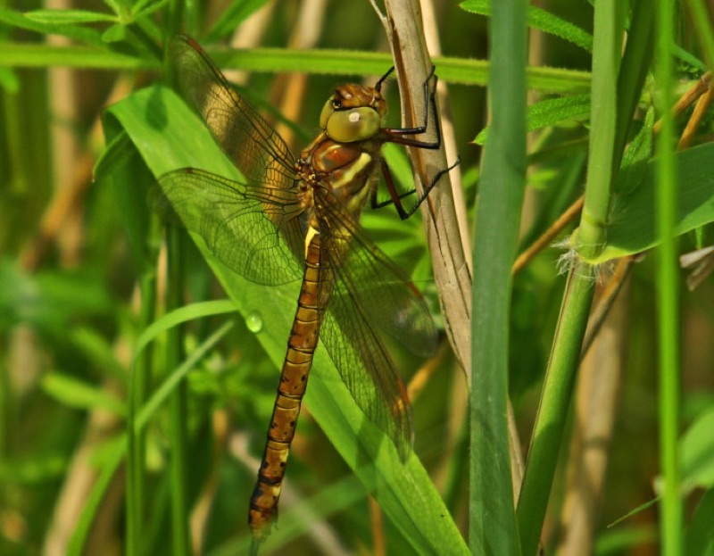 Norfolk Hawker Dragonfly