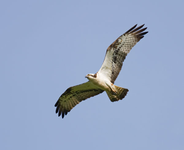 fish eagle in flight shot from below