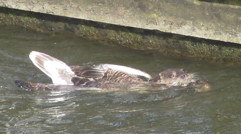 otter with greylag goose in mouth