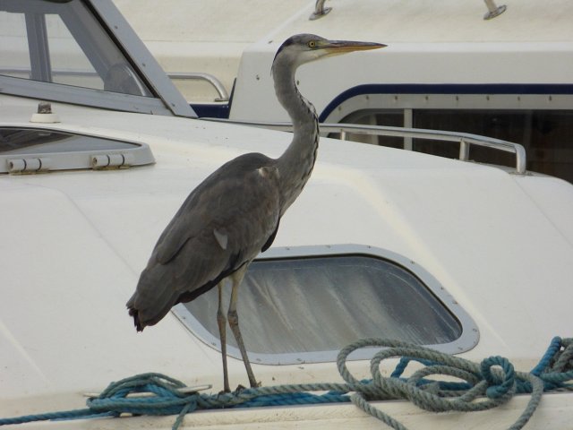 grey heron standing on top of broads holiday cruiser