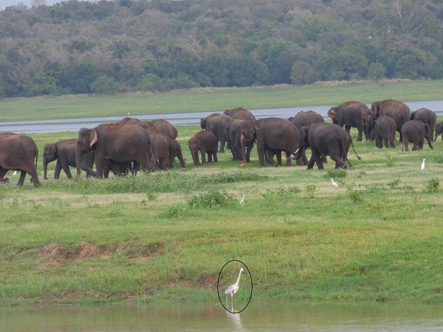 brown elephants on grass with grey heron in foreground