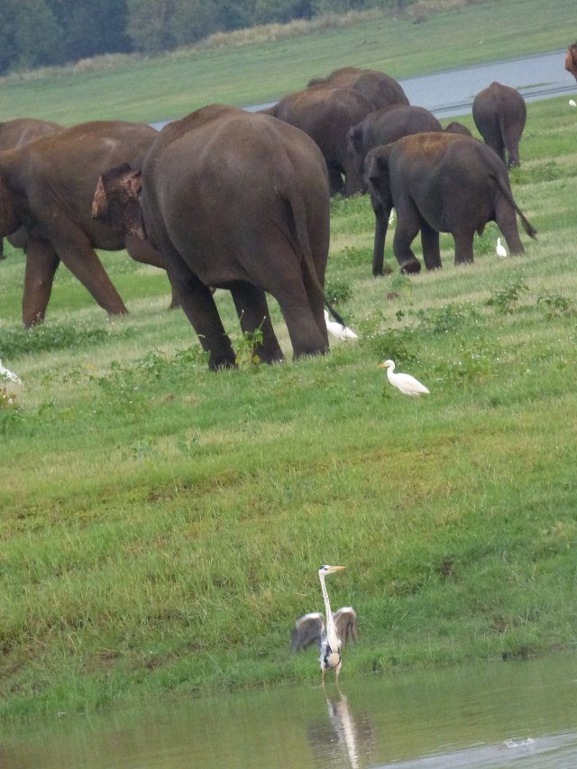 close up of grey heron standing in water with brown elephants in background