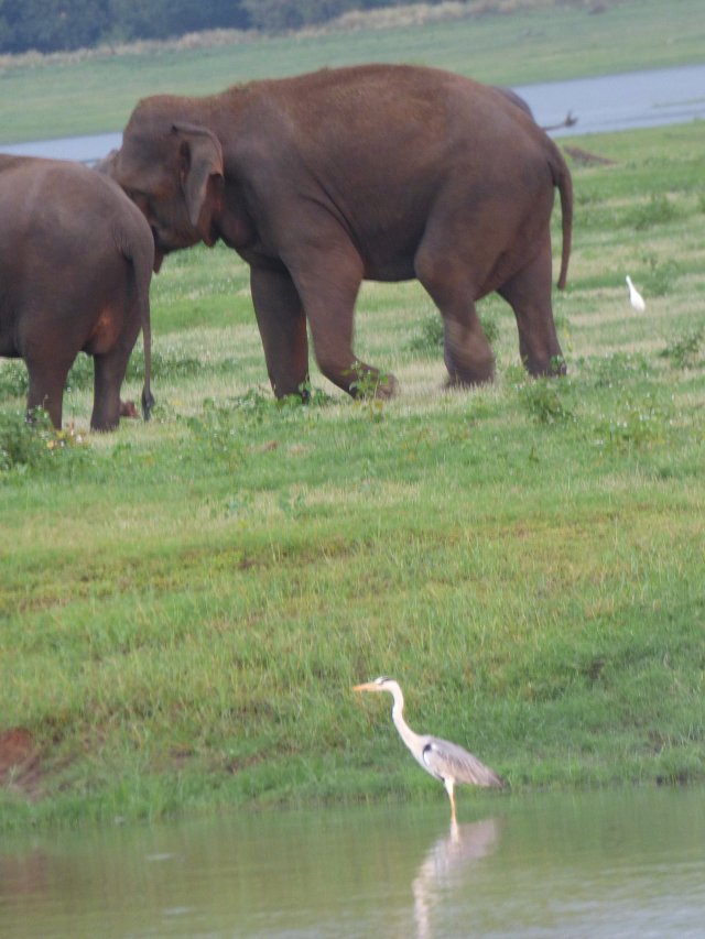 close up of grey heron standing in water with two brown elephants in background