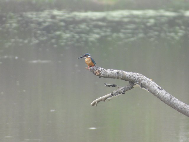 kingfisher standing on bare branch over water