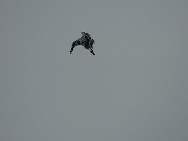 pied kingfisher in flight