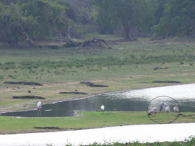 grey heron standing in water with crocodiles laying on bank and pelicans