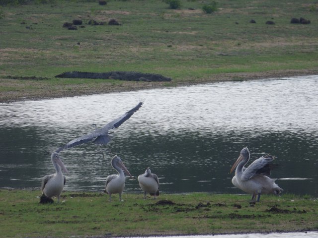 grey heron in flight over water with pelicans in foreground