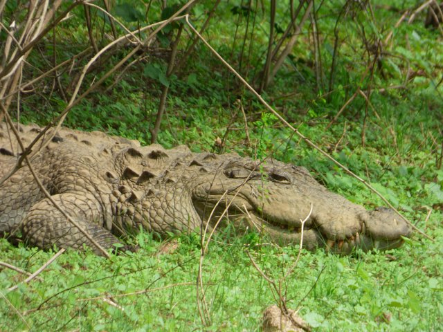 crocodile laying on grass