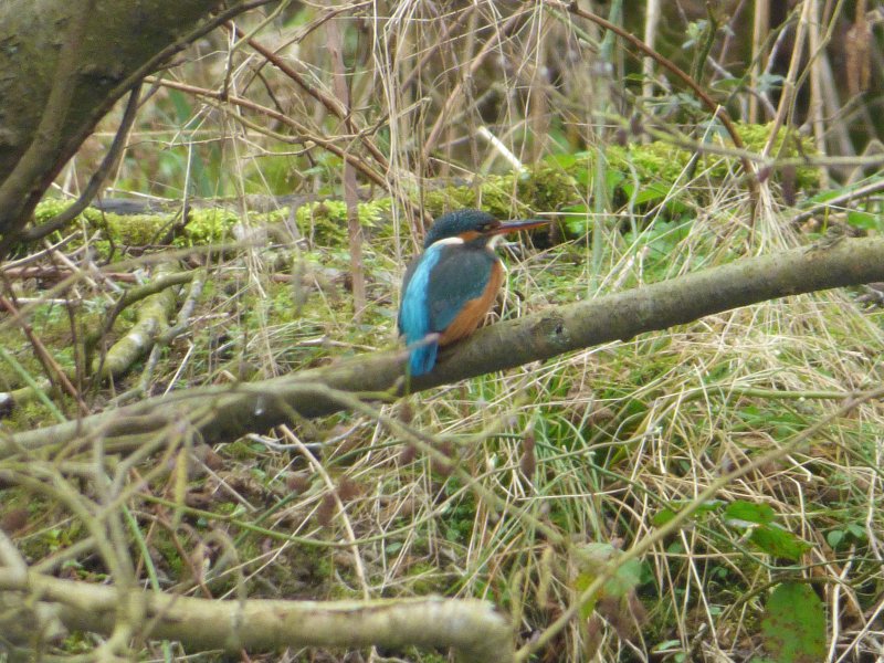 kingfisher sitting on branch