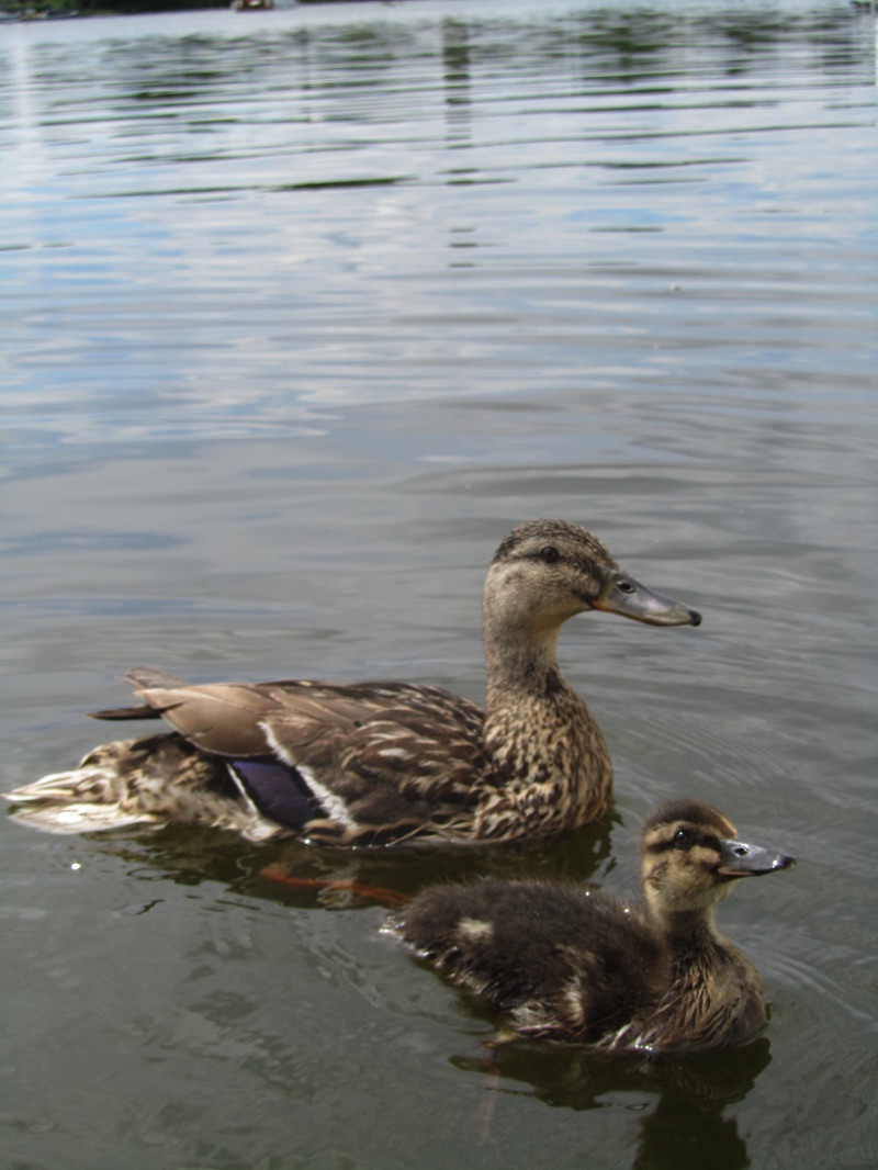 close up of mallard on the water with duckling