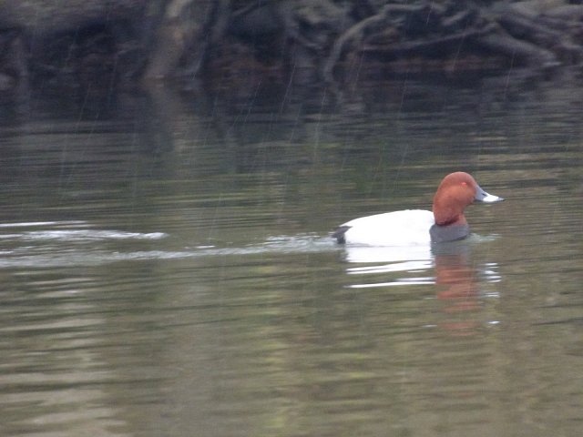 pochard duck on the water