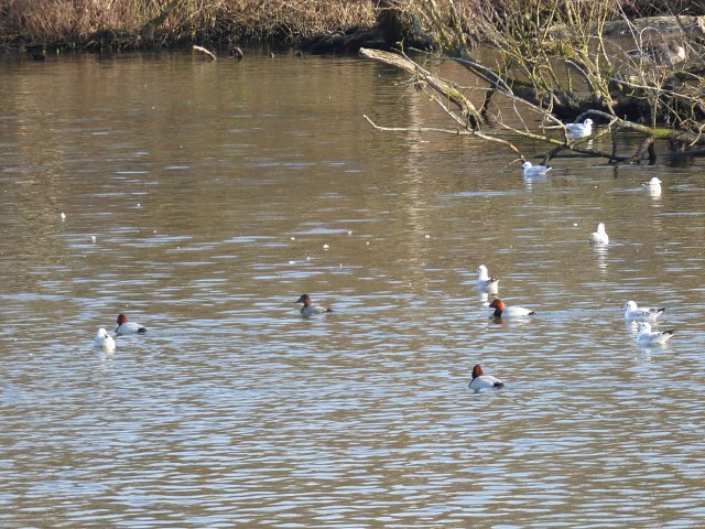 multiple pochard ducks on the water