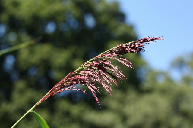 close up of reed