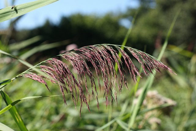 close up of reeds