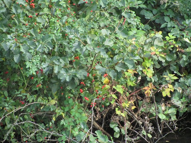 rosehips on river bank