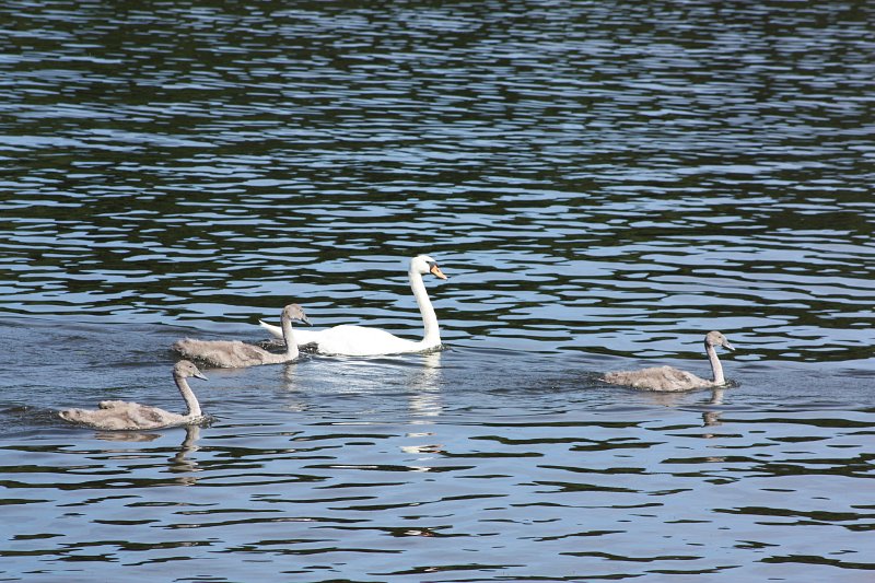 swan on the water with three cygnets