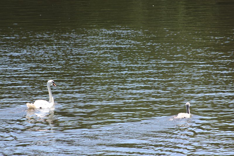 swan on the water with one cygnet