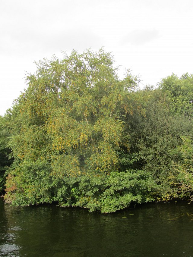 silver birch on river bank