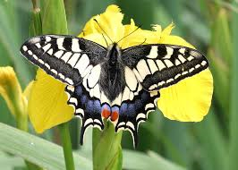 swallowtail butterfly with wings spread on yellow flower