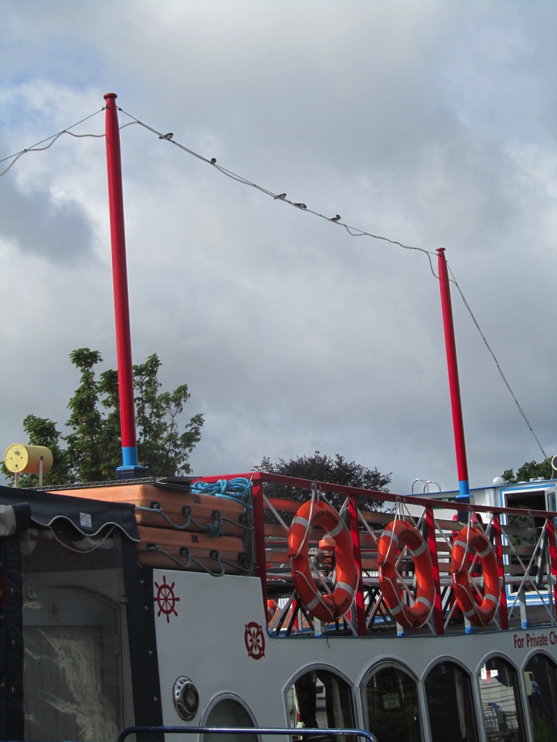 swallows on top of Cordon Rouge passenger trip boat in wroxham