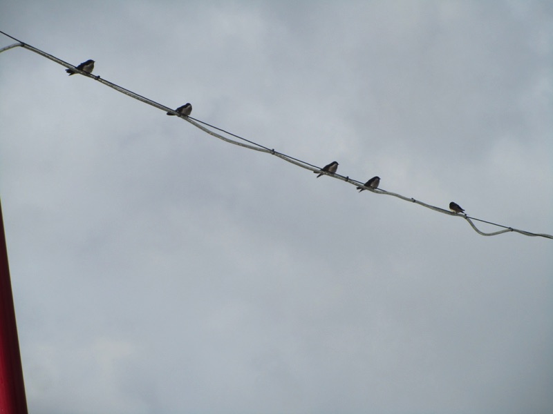 close up of swallows on cabling of cordon rough