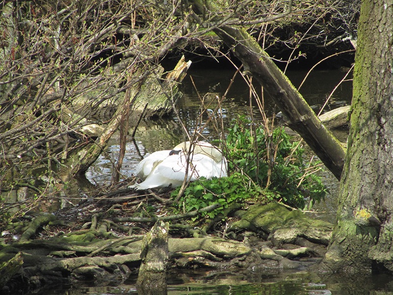 swan sitting on a nest over the water