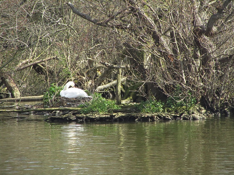 swan sitting on a nest on the riverbank