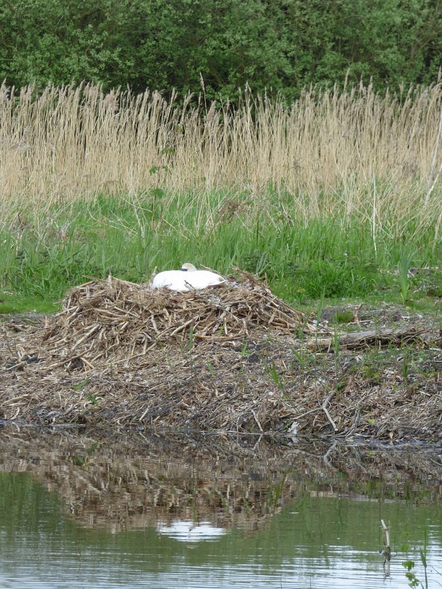 swan sitting on a nest of dry reeds