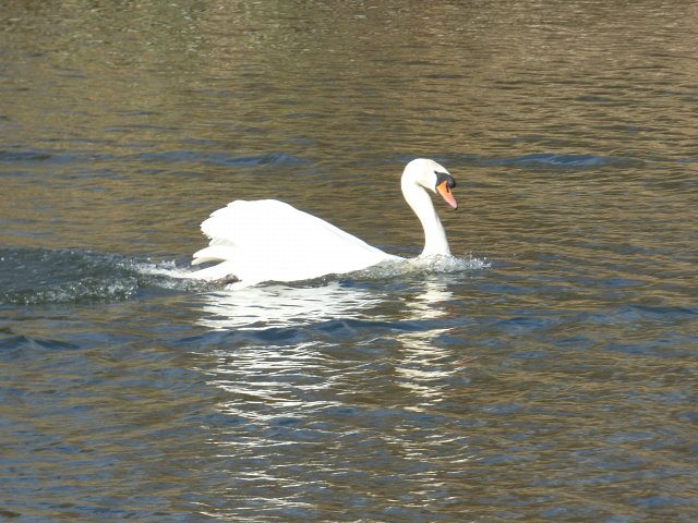 swan on the water