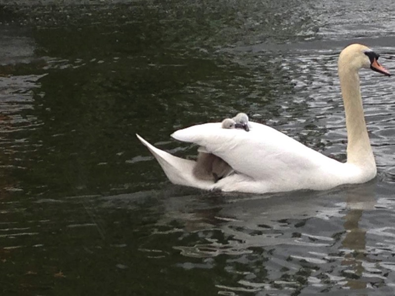 swan with two cygnets on back
