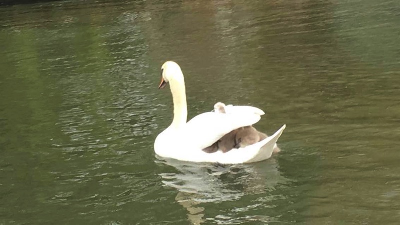swan on water with two cygnet riding on back