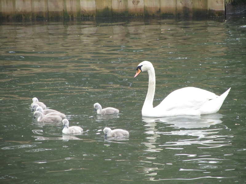 swan with cygnets