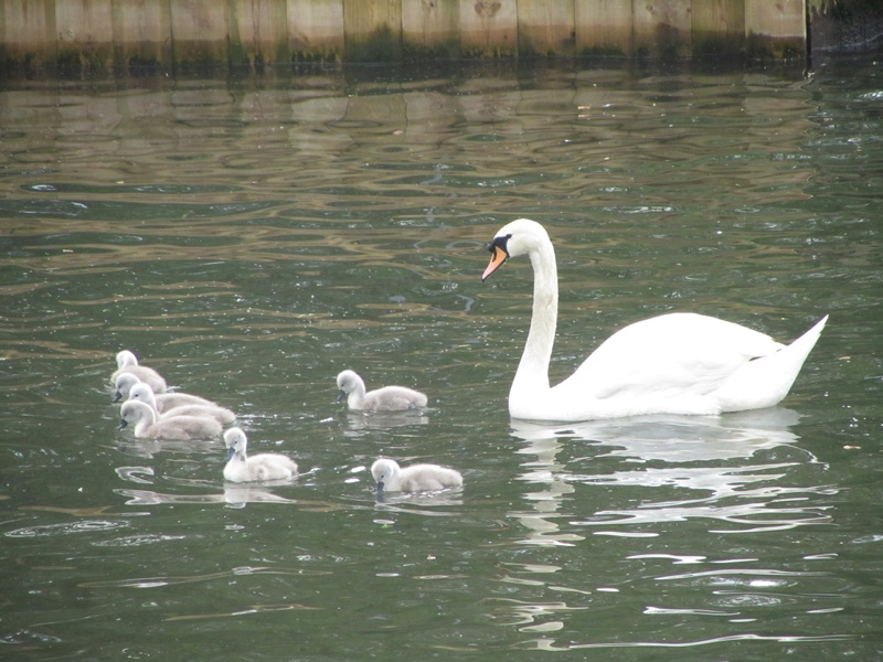 swan with cygnets