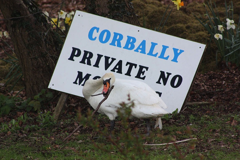 swan standing in front of a no mooring sign with a branch in its mouth