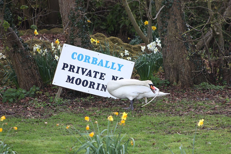 swan standing in front of a no mooring sign reaching for a branch with its mouth open