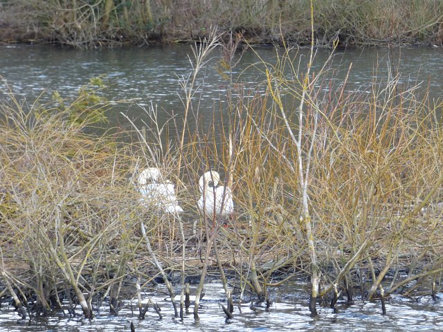 two swans nesting on river in cluster of reeds