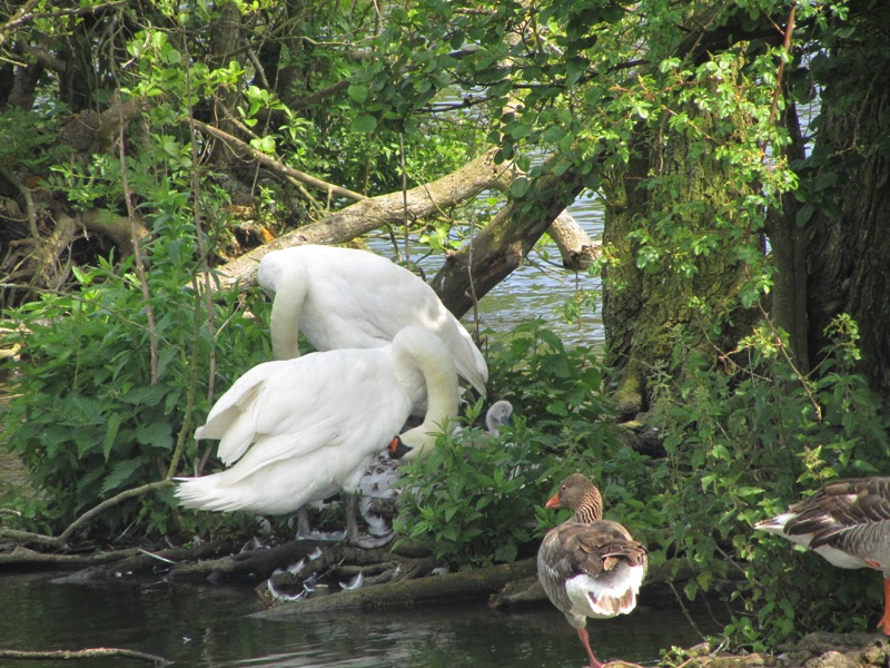 two swans grooming in nest with one cygnet in the nest and 2 greylag geese in foreground