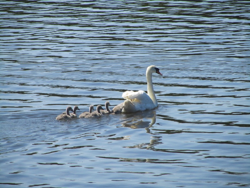 swan on the water with 5 cygnets swimming behind