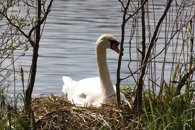 swan sitting on nest of dry reeds on riverbank