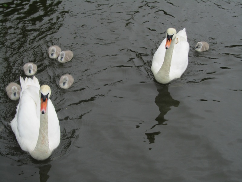 two swans on water one with 5 cygnets behind and one with one cygnet behind facing the camera