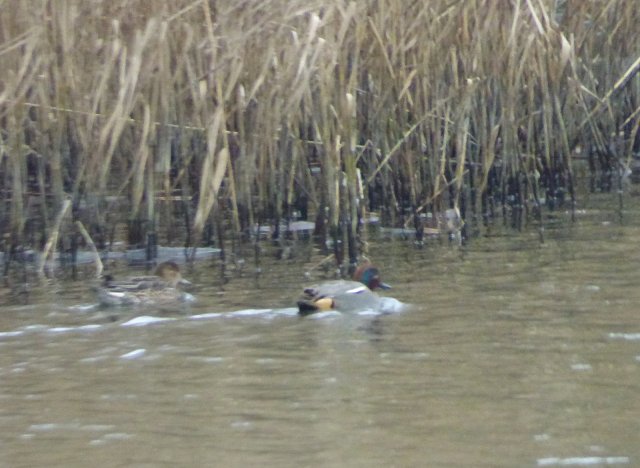 teal ducks on the water