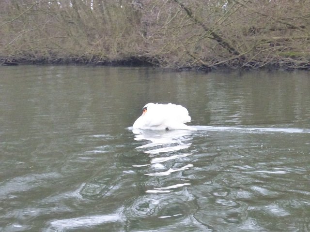 close up of swan on water next to river bank